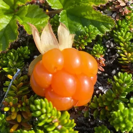 Apartamento Kjollefjord, Hybelleilighet Med Kjokkenkrok Og Eget Bad *